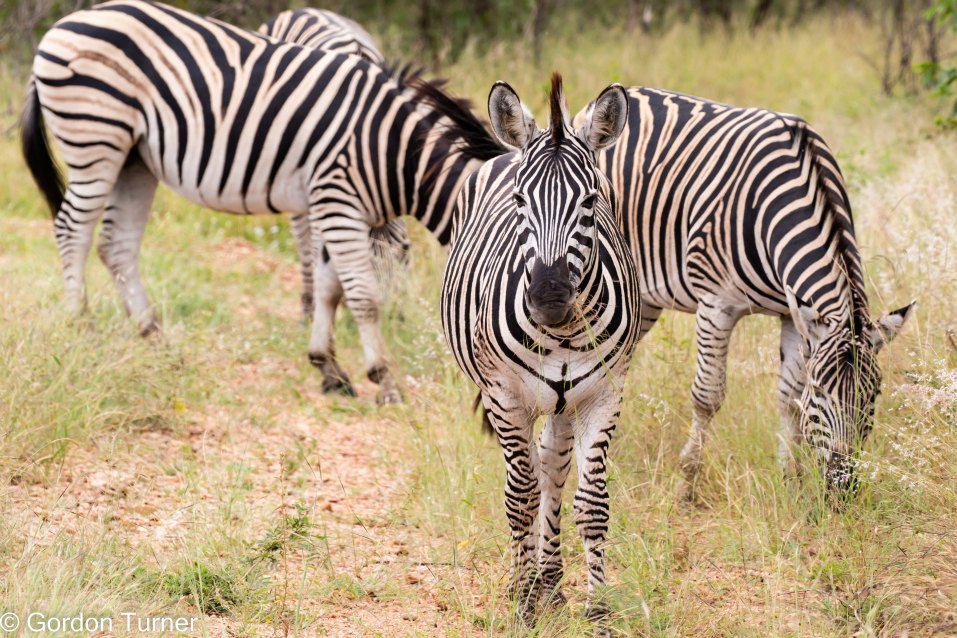 <h2>The Best of South Africa Escorted 2023</h2> 14 Nights | 6 Rounds | March 11 - 25